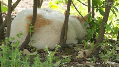春天在树林中午睡的流浪猫
